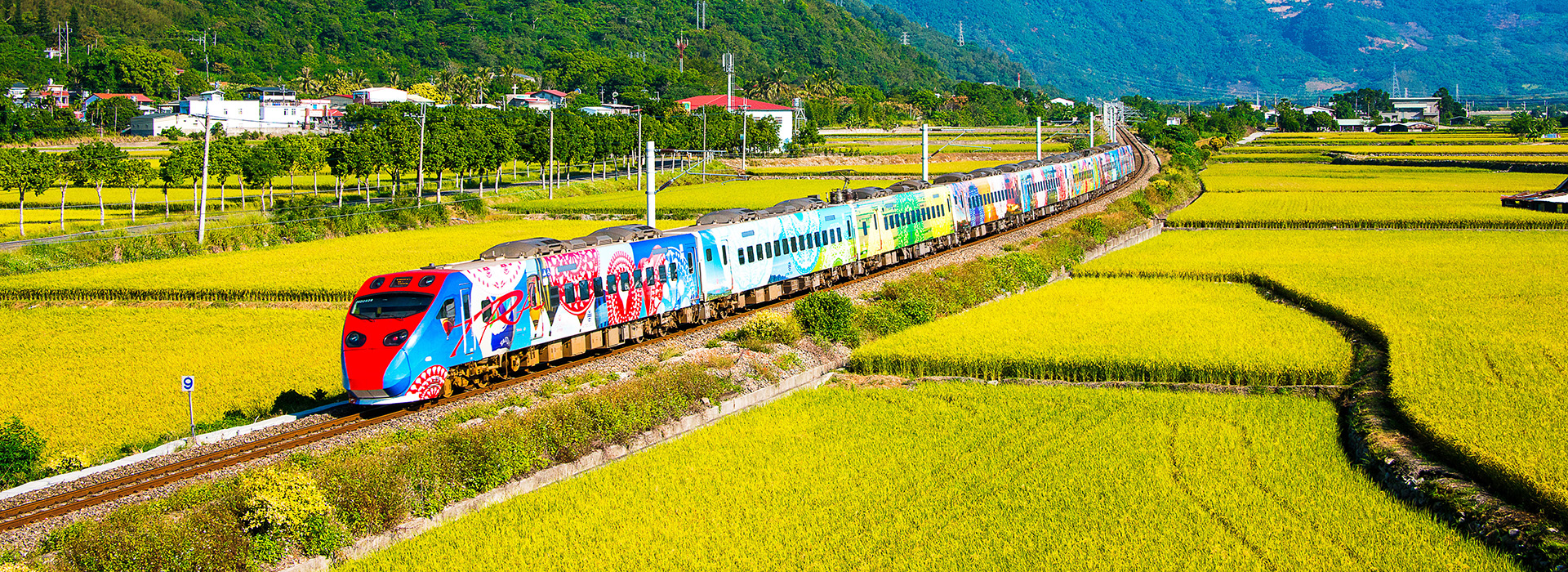 關山地區風景照,行駛在縱谷線黃澄澄稻田間的彩繪火車